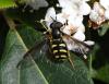 Chrysotoxum intermedium